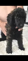 Rio, a female Poodle - Standard  for sale in Hemet, CA – 2 of 7
