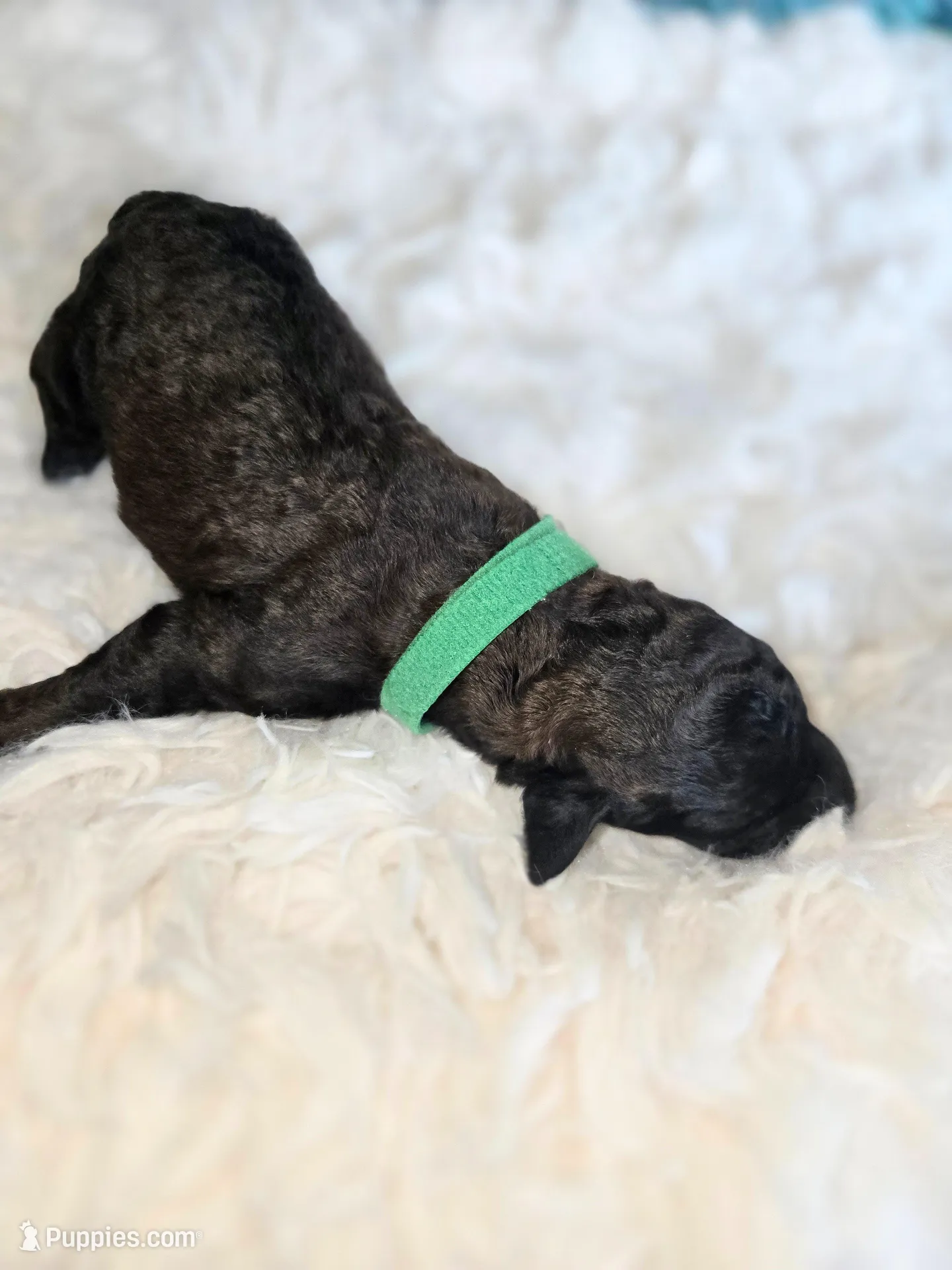 Rio, a female Poodle - Standard  for sale in Hemet, CA – Photo 1 of 3