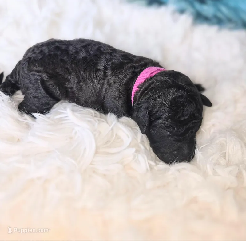Berlin – Poodle - Standard  puppy for sale in Hemet, CA