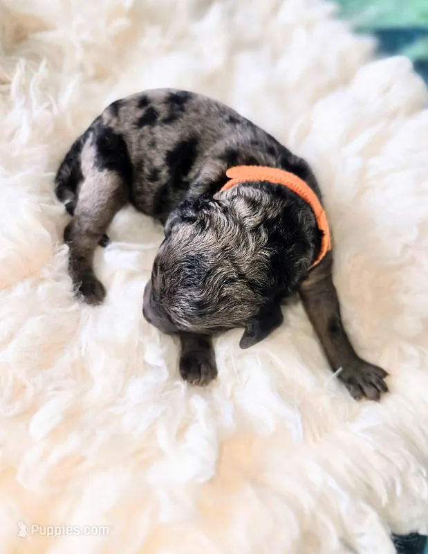 Milan – Poodle - Standard  puppy for sale in Hemet, CA