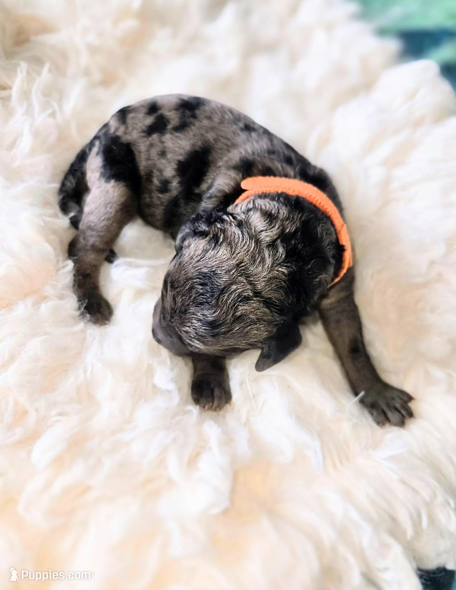 Milan, a female Poodle - Standard  for sale in Hemet, CA – Photo 1 of 3