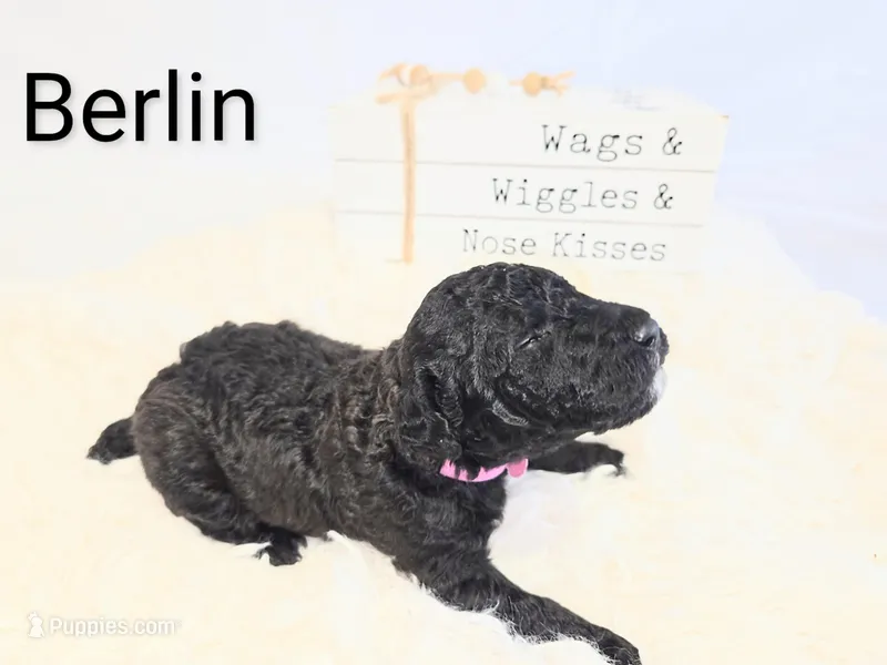 Berlin – Poodle - Standard  puppy for sale in Hemet, CA