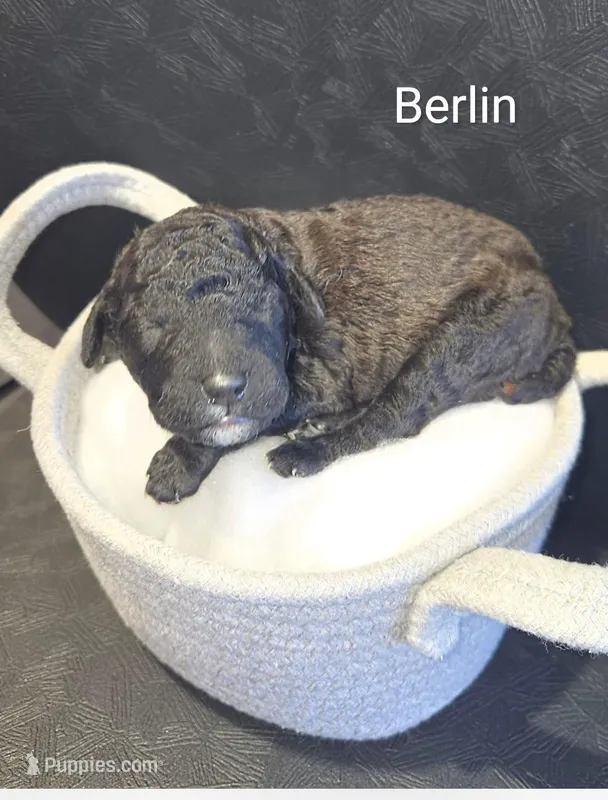 Berlin – Poodle - Standard  puppy for sale in Hemet, CA