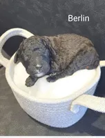 Berlin, a female Poodle - Standard  for sale in Hemet, CA – Photo 1 of 4