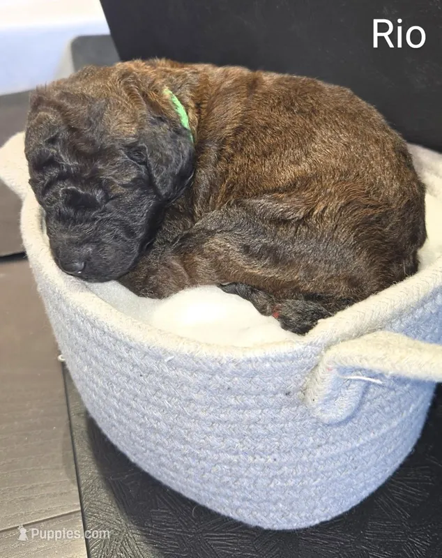 Rio – Poodle - Standard  puppy for sale in Hemet, CA