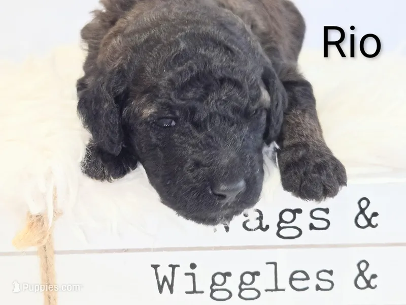 Rio – Poodle - Standard  puppy for sale in Hemet, CA