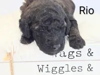 Rio, a female Poodle - Standard  for sale in Hemet, CA – 3 of 7