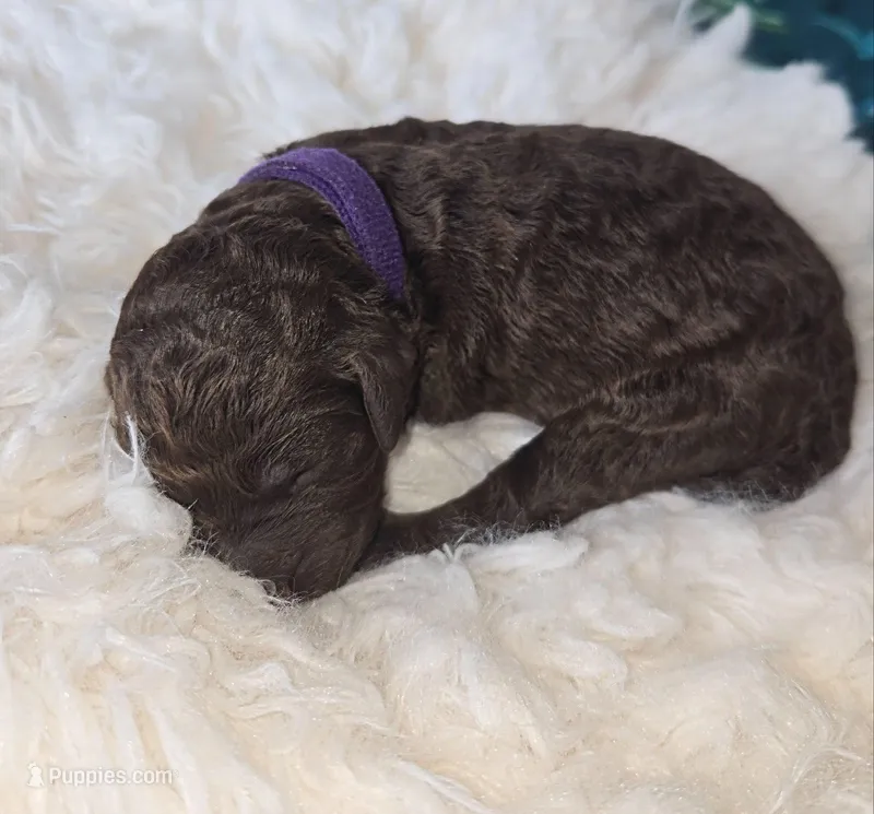 London – Poodle - Standard  puppy for sale in Hemet, CA