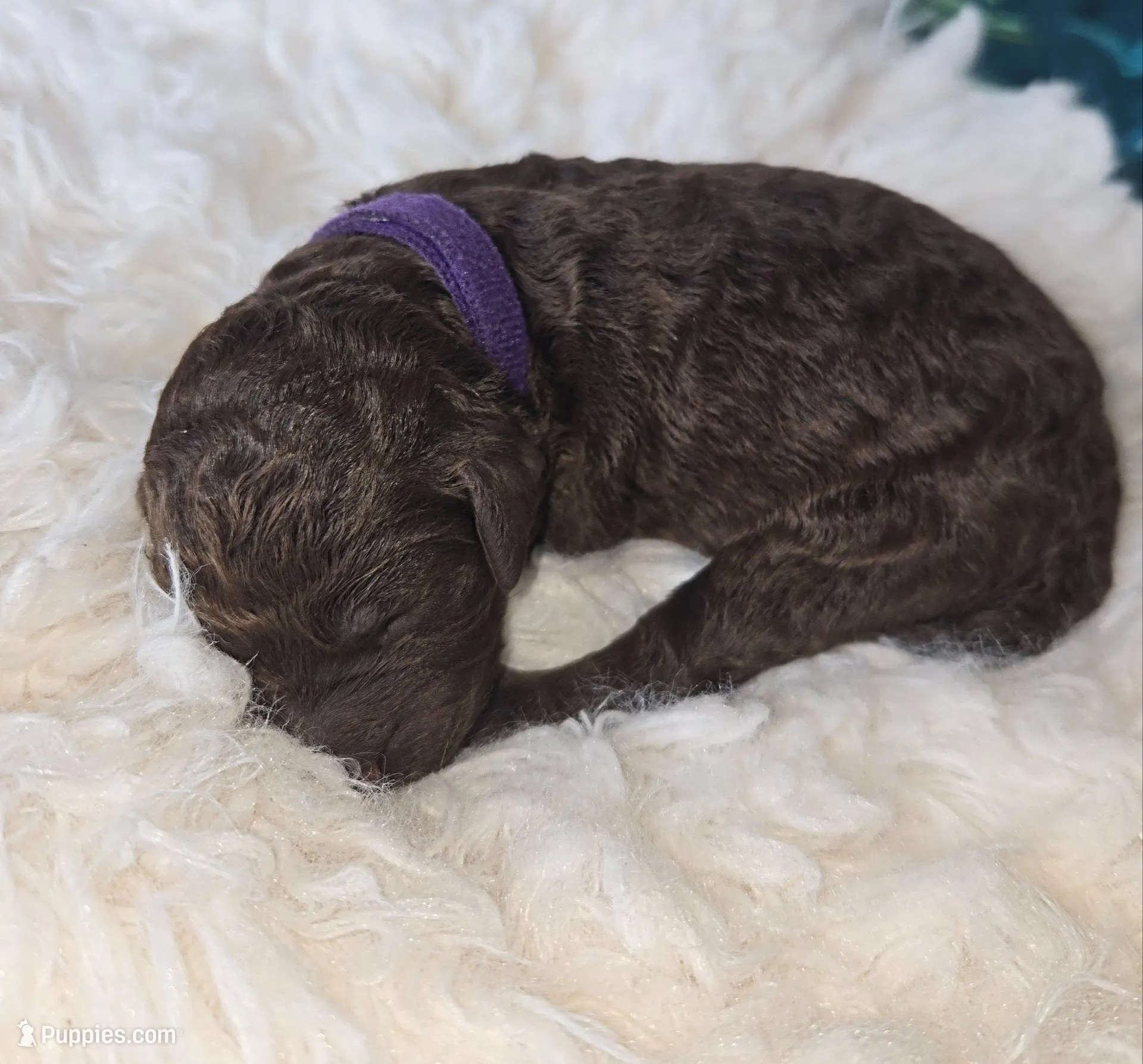 London, a female Poodle - Standard  for sale in Hemet, CA – Photo 1 of 3