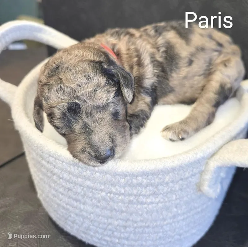 Paris – Poodle - Standard  puppy for sale in Hemet, CA