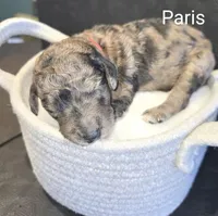 Paris, a female Poodle - Standard  for sale in Hemet, CA – Photo 1 of 4