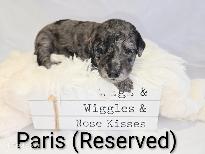 Paris – Poodle - Standard  puppy on hold in Hemet, CA