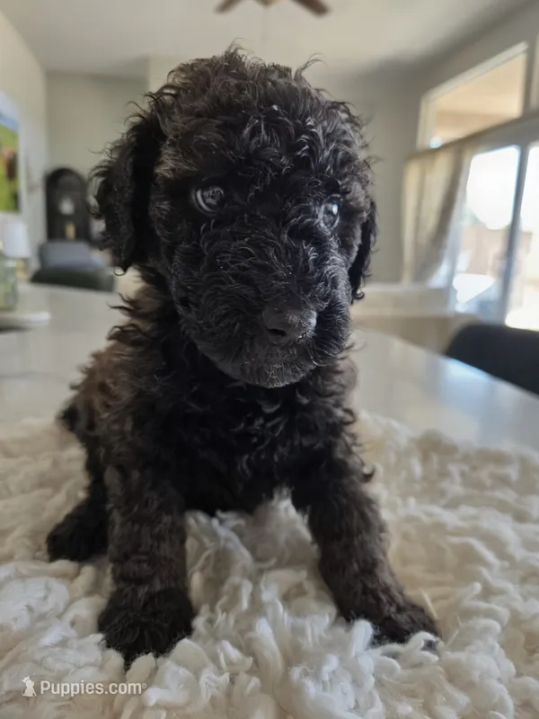 Rio – Poodle - Standard  puppy for sale in Hemet, CA