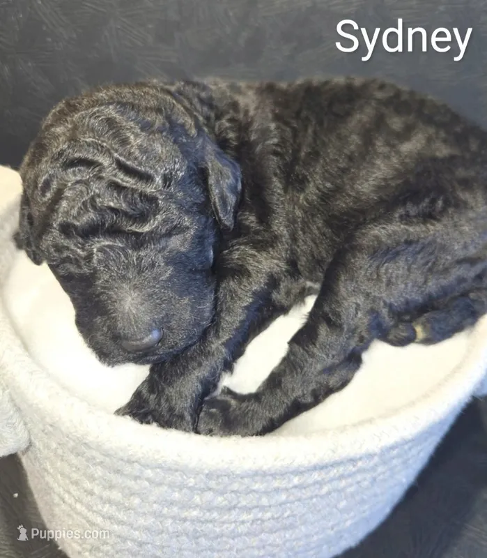 Sydney – Poodle - Standard  puppy for sale in Hemet, CA