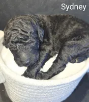 Sydney, a female Poodle - Standard  for sale in Hemet, CA – Photo 1 of 4