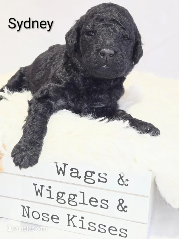 Sydney – Poodle - Standard  puppy for sale in Hemet, CA