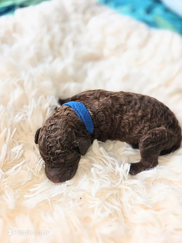 Rome – Poodle - Standard  puppy for sale in Hemet, CA
