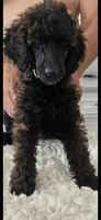 Rio, a female Poodle - Standard  for sale in Hemet, CA – 1 of 7