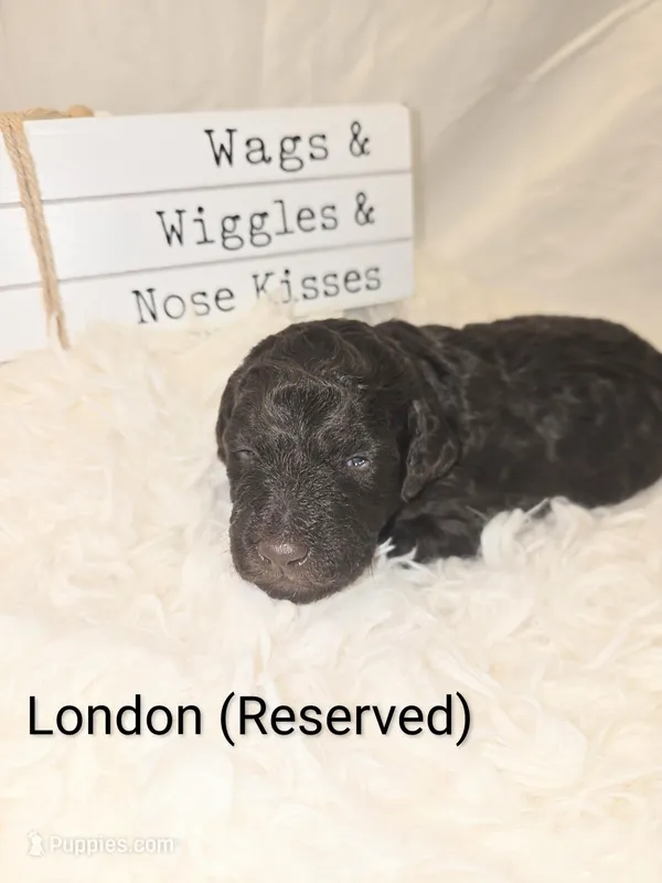 London – Poodle - Standard  puppy on hold in Hemet, CA