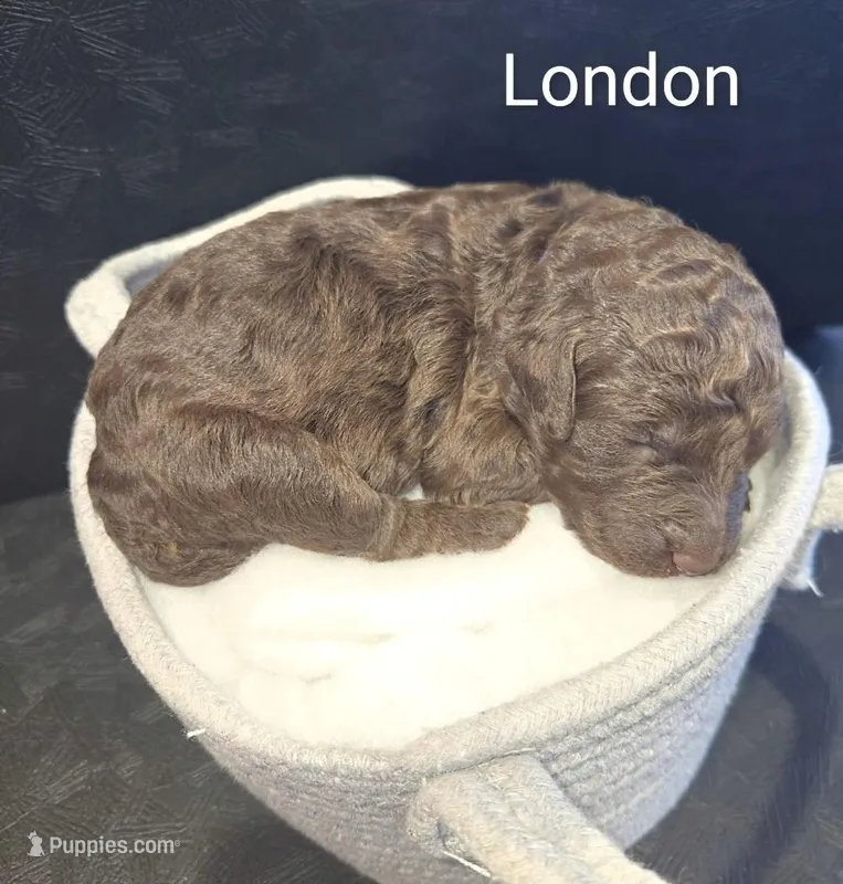 London – Poodle - Standard  puppy for sale in Hemet, CA