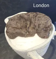 London, a female Poodle - Standard  for sale in Hemet, CA – Photo 1 of 4