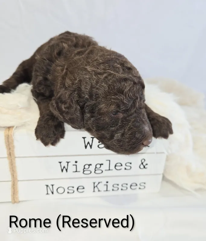 Rome – Poodle - Standard  puppy on hold in Hemet, CA