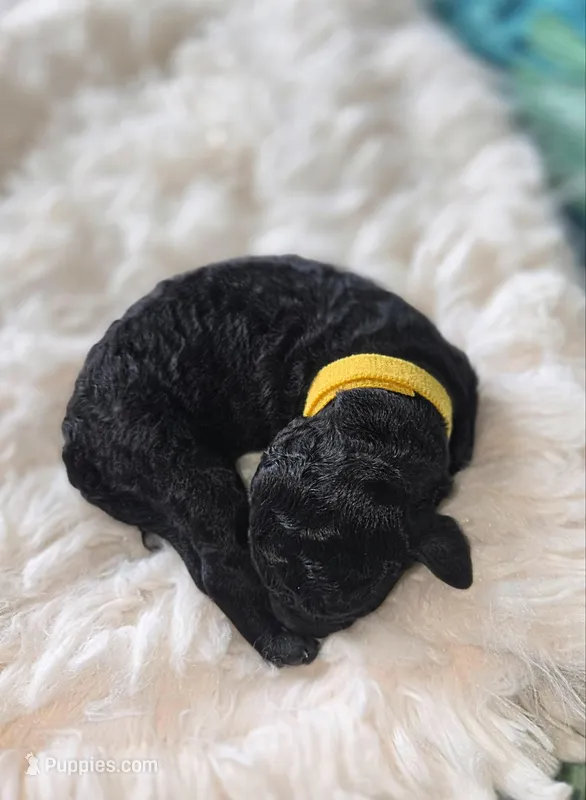 Sydney – Poodle - Standard  puppy for sale in Hemet, CA