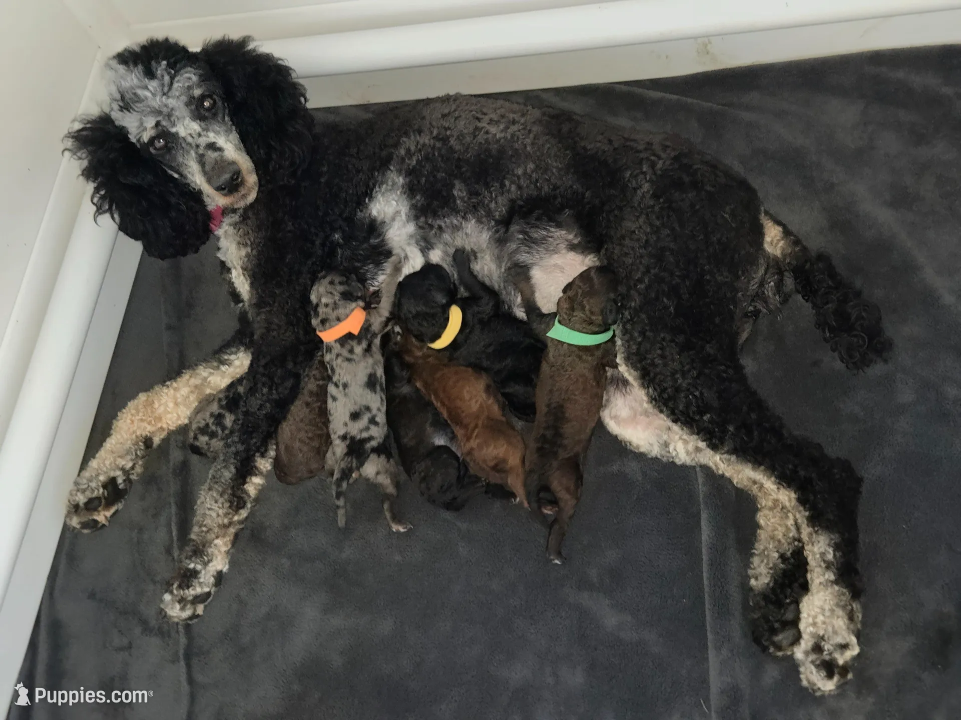 London, a female Poodle - Standard  for sale in Hemet, CA – Photo 2 of 3