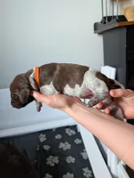 Orange, a female German Shorthaired Pointer for sale in Jordan, MN – Photo 2 of 4