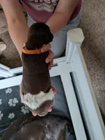 Orange, a female German Shorthaired Pointer for sale in Jordan, MN – Photo 3 of 4