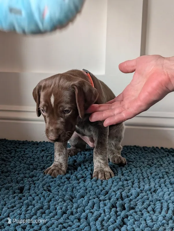 Orange – German Shorthaired Pointer puppy for sale in Jordan, MN
