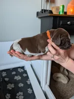 Orange, a female German Shorthaired Pointer for sale in Jordan, MN – Photo 4 of 4