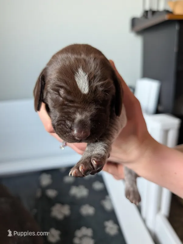 Orange – German Shorthaired Pointer puppy for sale in Jordan, MN
