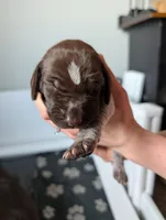 Orange, a female German Shorthaired Pointer for sale in Jordan, MN – Photo 1 of 4