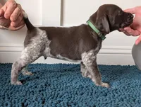 Green, a male German Shorthaired Pointer for sale in Jordan, MN – Photo 2 of 3