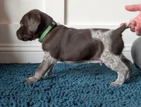 Green, a male German Shorthaired Pointer for sale in Jordan, MN – Photo 3 of 3