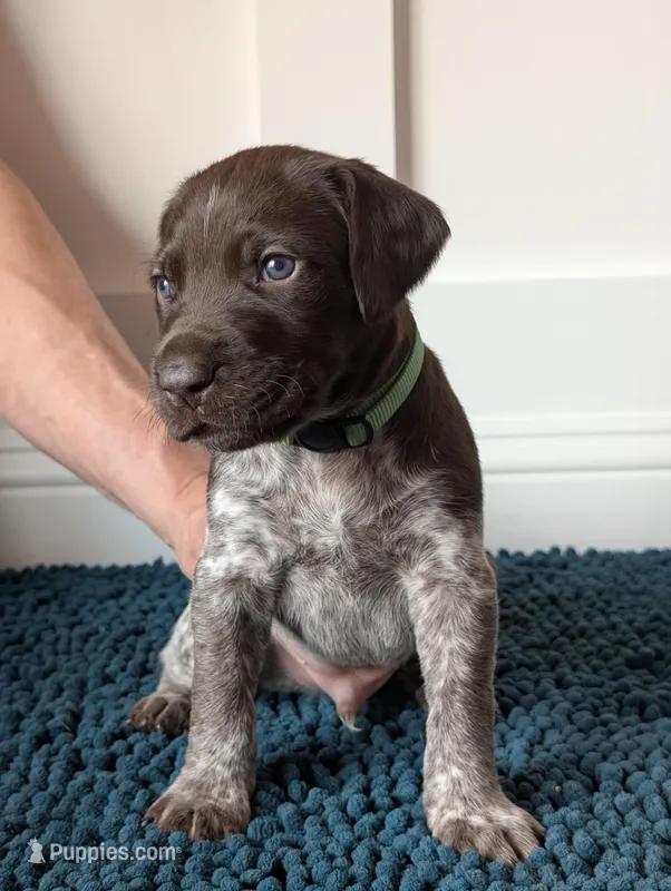 Green – German Shorthaired Pointer puppy for sale in Jordan, MN