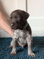 Green, a male German Shorthaired Pointer for sale in Jordan, MN – Photo 1 of 3