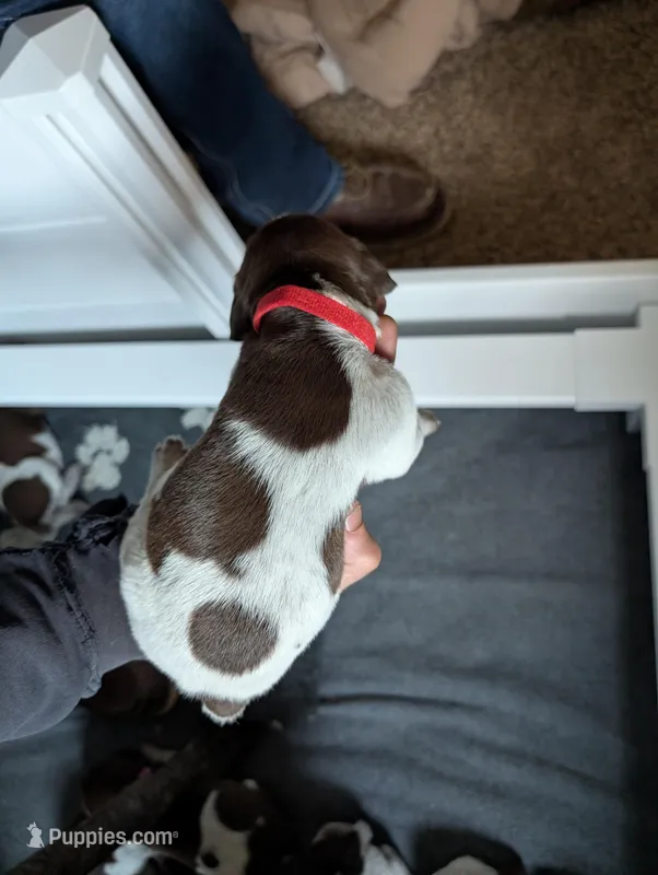 Red – German Shorthaired Pointer puppy for sale in Jordan, MN