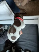 Red, a female German Shorthaired Pointer for sale in Jordan, MN – Photo 1 of 4