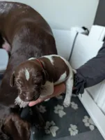 Red, a female German Shorthaired Pointer for sale in Jordan, MN – Photo 4 of 4
