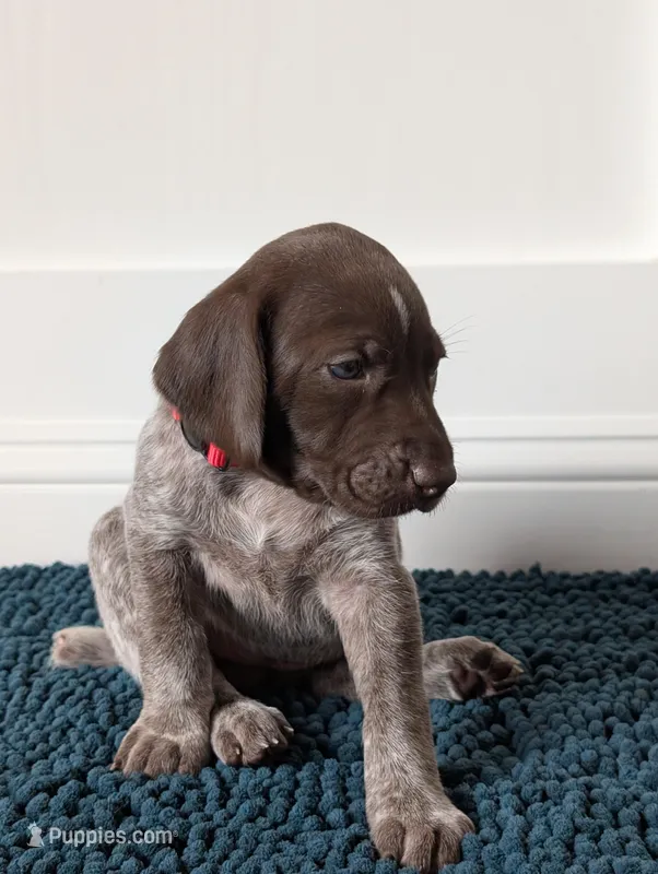Red – German Shorthaired Pointer puppy for sale in Jordan, MN