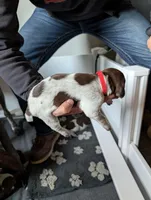 Red, a female German Shorthaired Pointer for sale in Jordan, MN – Photo 3 of 4