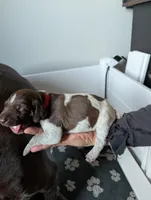 Red, a female German Shorthaired Pointer for sale in Jordan, MN – Photo 2 of 4