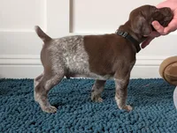 Black, a male German Shorthaired Pointer for sale in Jordan, MN – Photo 3 of 3