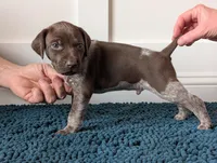 Black, a male German Shorthaired Pointer for sale in Jordan, MN – Photo 2 of 3