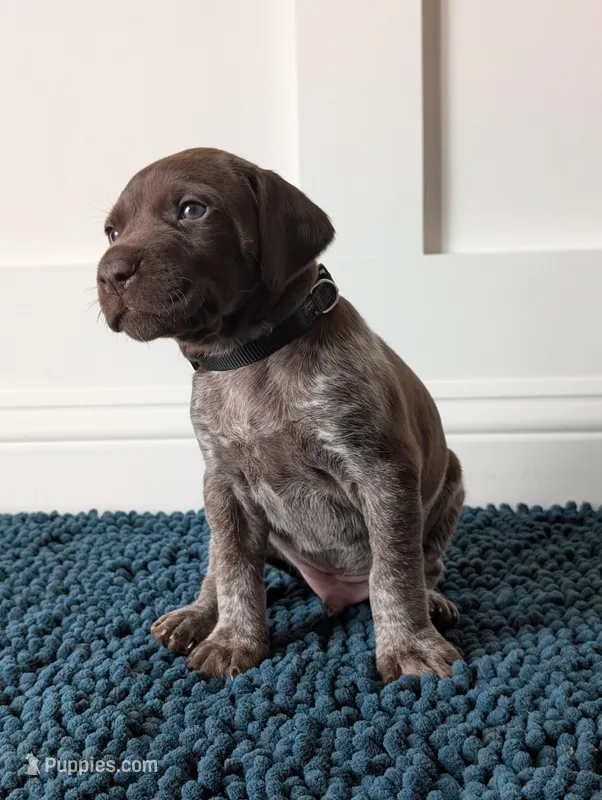 Black – German Shorthaired Pointer puppy for sale in Jordan, MN