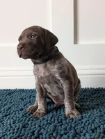 Black, a male German Shorthaired Pointer for sale in Jordan, MN – Photo 1 of 3