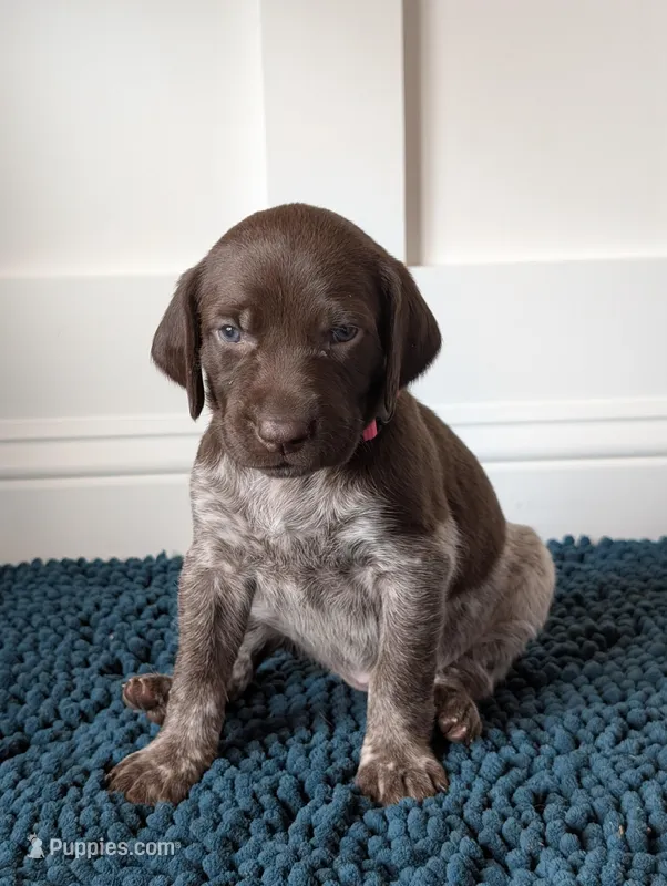 Pink – German Shorthaired Pointer puppy for sale in Jordan, MN