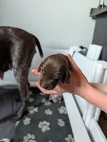 Pink, a female German Shorthaired Pointer for sale in Jordan, MN – Photo 2 of 4
